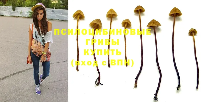 Псилоцибиновые грибы Psilocybe  закладки  omg как войти  Курильск 